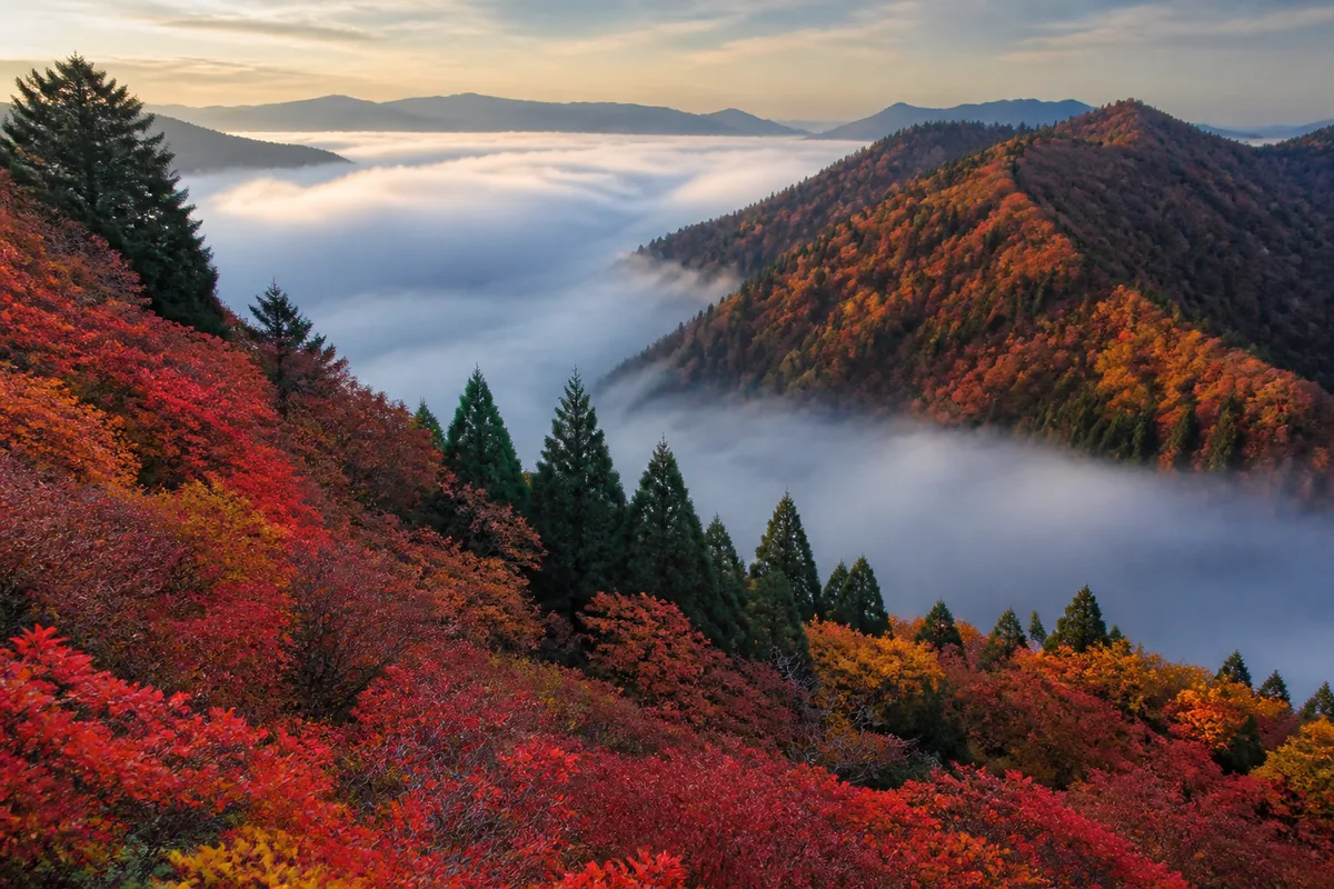 Crête forestière japonaise en automne, brume basse entre les versants boisés