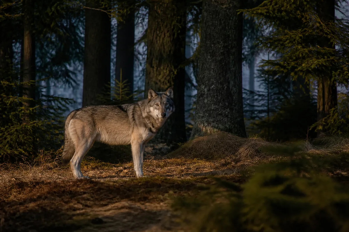 Le loup est-il dangereux pour l'homme ? Les faits