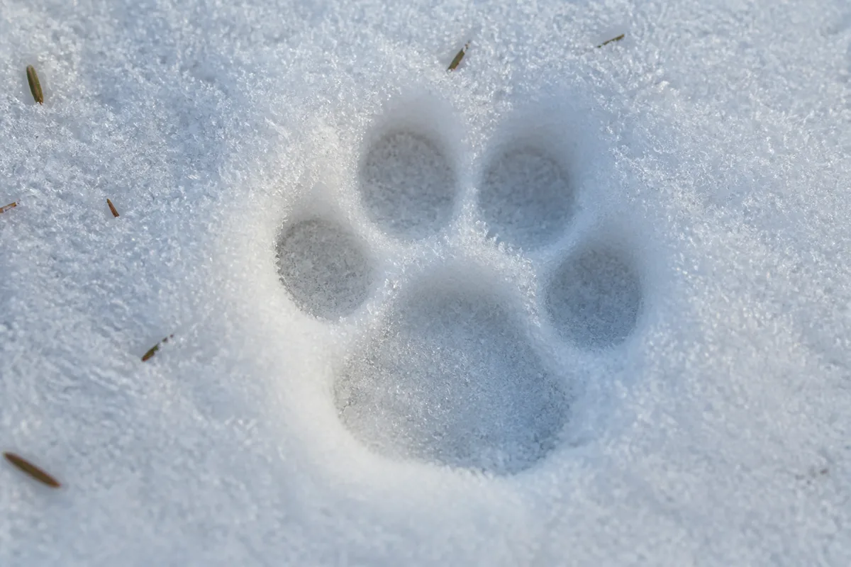 Empreinte ronde de félin sauvage imprimée dans la neige fraîche d’un sous-bois