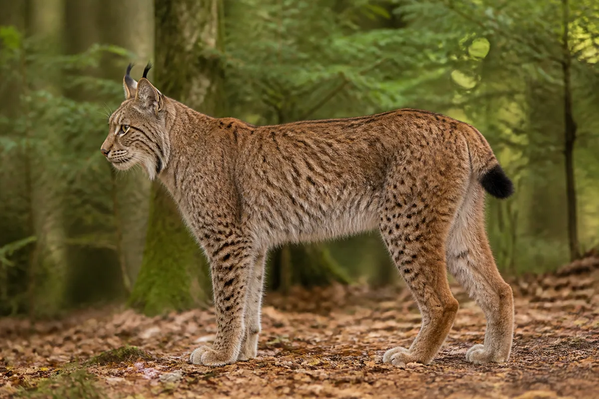 Lynx boréal adulte de profil dans un sous-bois de hêtres en lumière naturelle
