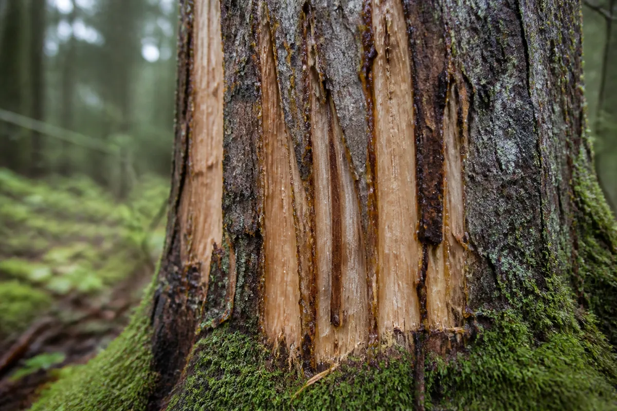 Écorce de sapin marquée de griffures verticales profondes en pleine forêt