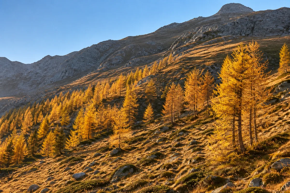 Mélèzes dorés sur un versant en automne, lumière rasante et pente d’herbe rase