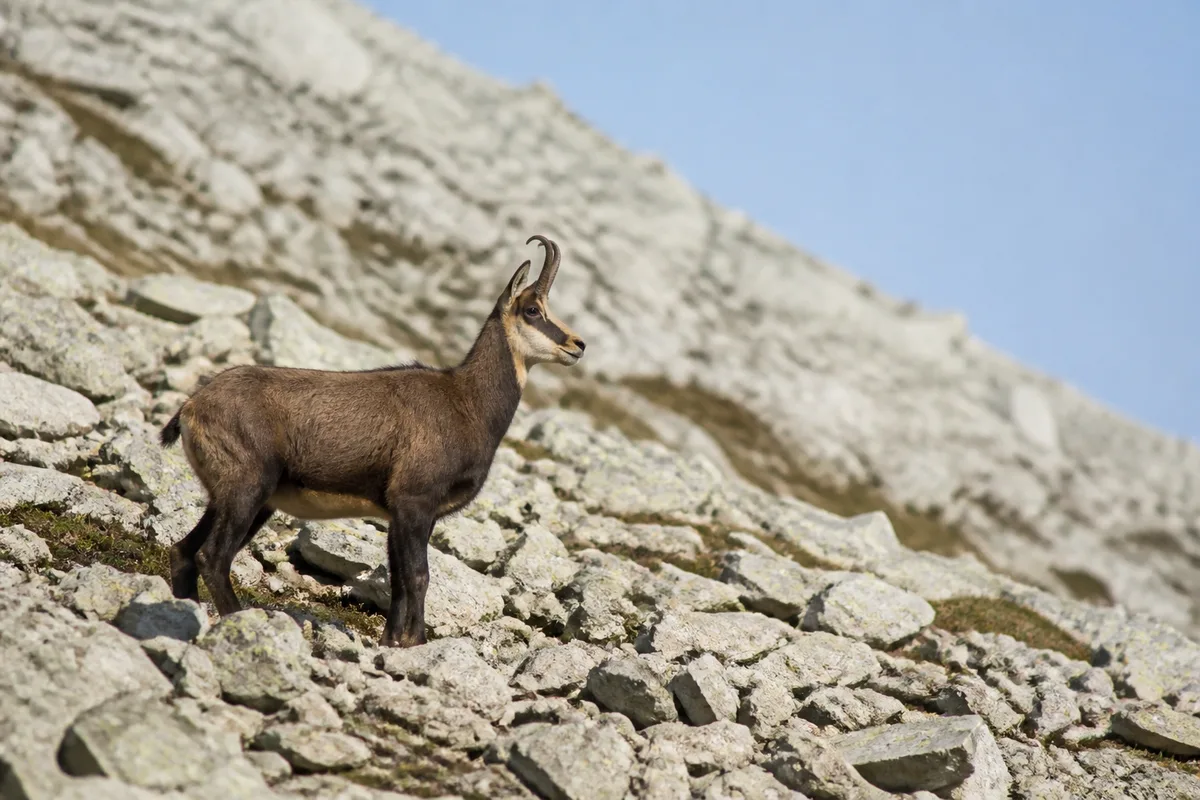 Chamois de profil immobile sur un éboulis clair, versant minéral en arrière-plan
