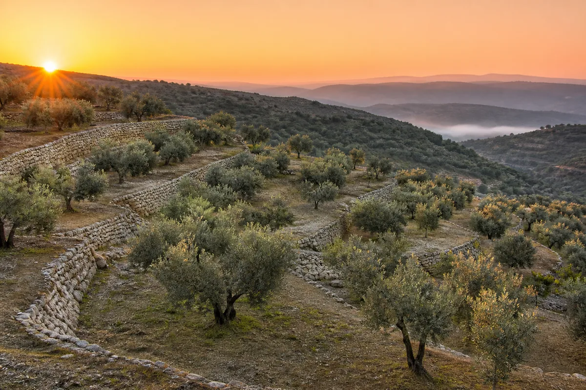 Huile d'olive de Provence : les routes de l'olivier