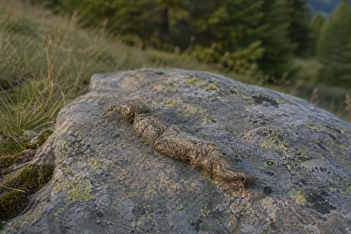 Crotte de canidé sauvage riche en poils déposée sur un rocher plat en lisière de forêt